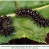 melitaea phoebe2 krasnodar larva2